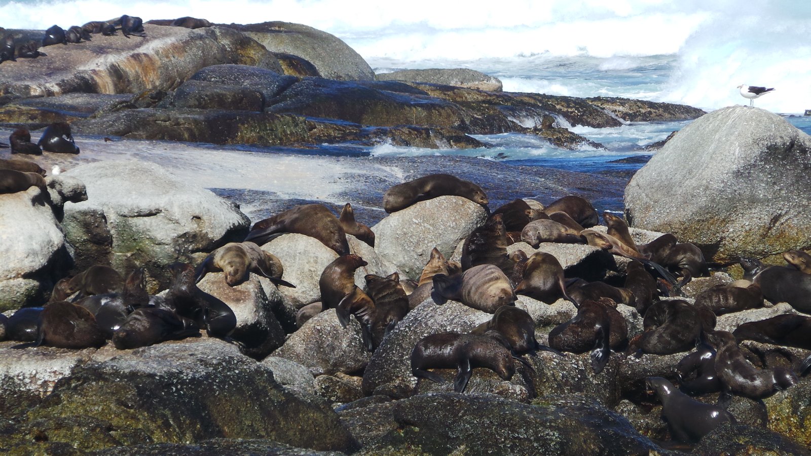 Seal Watching26